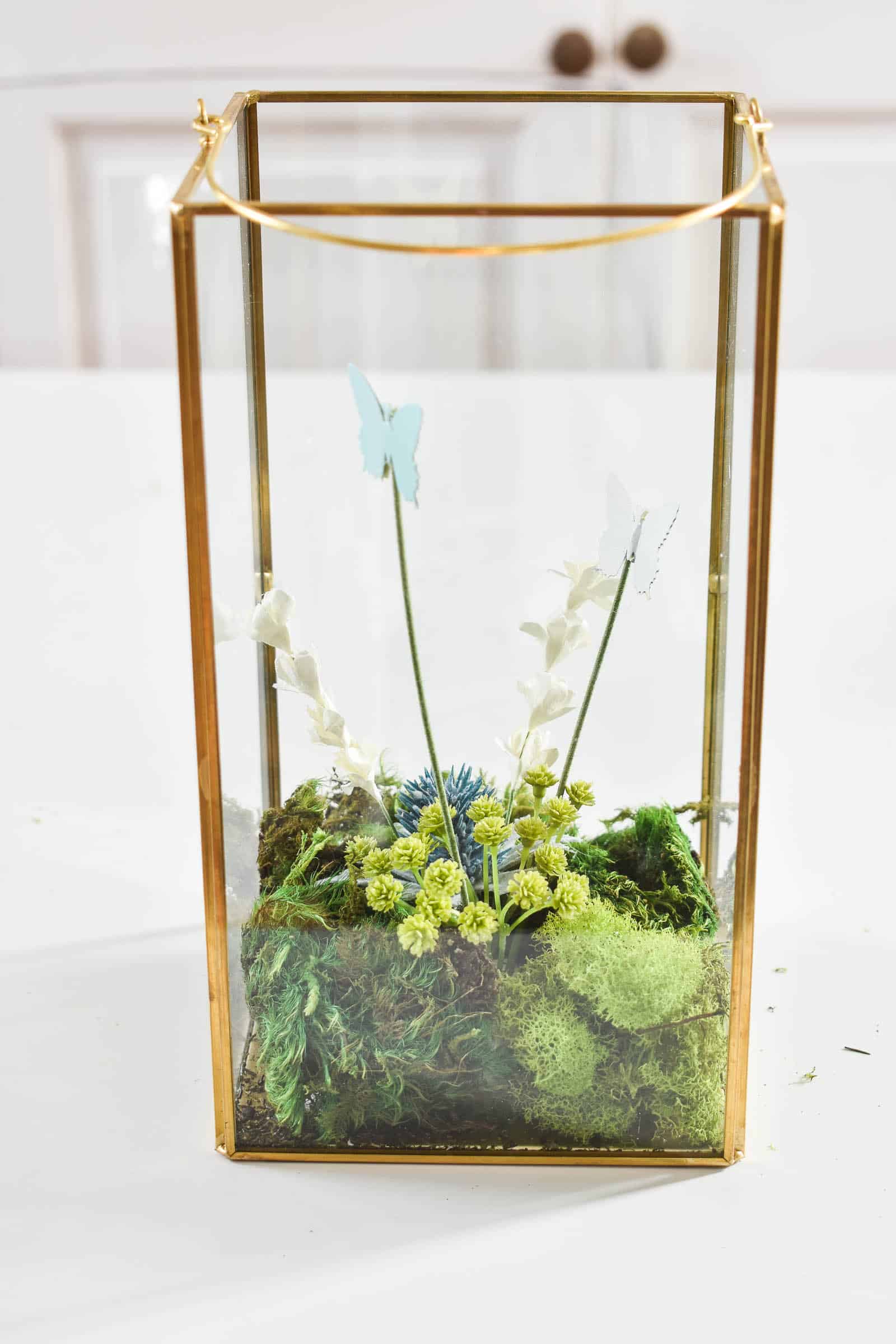 larger terrariums in lanterns