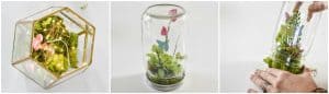 butterfly terrarium