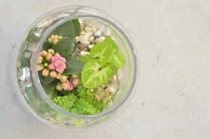 How to Plant a Terrarium