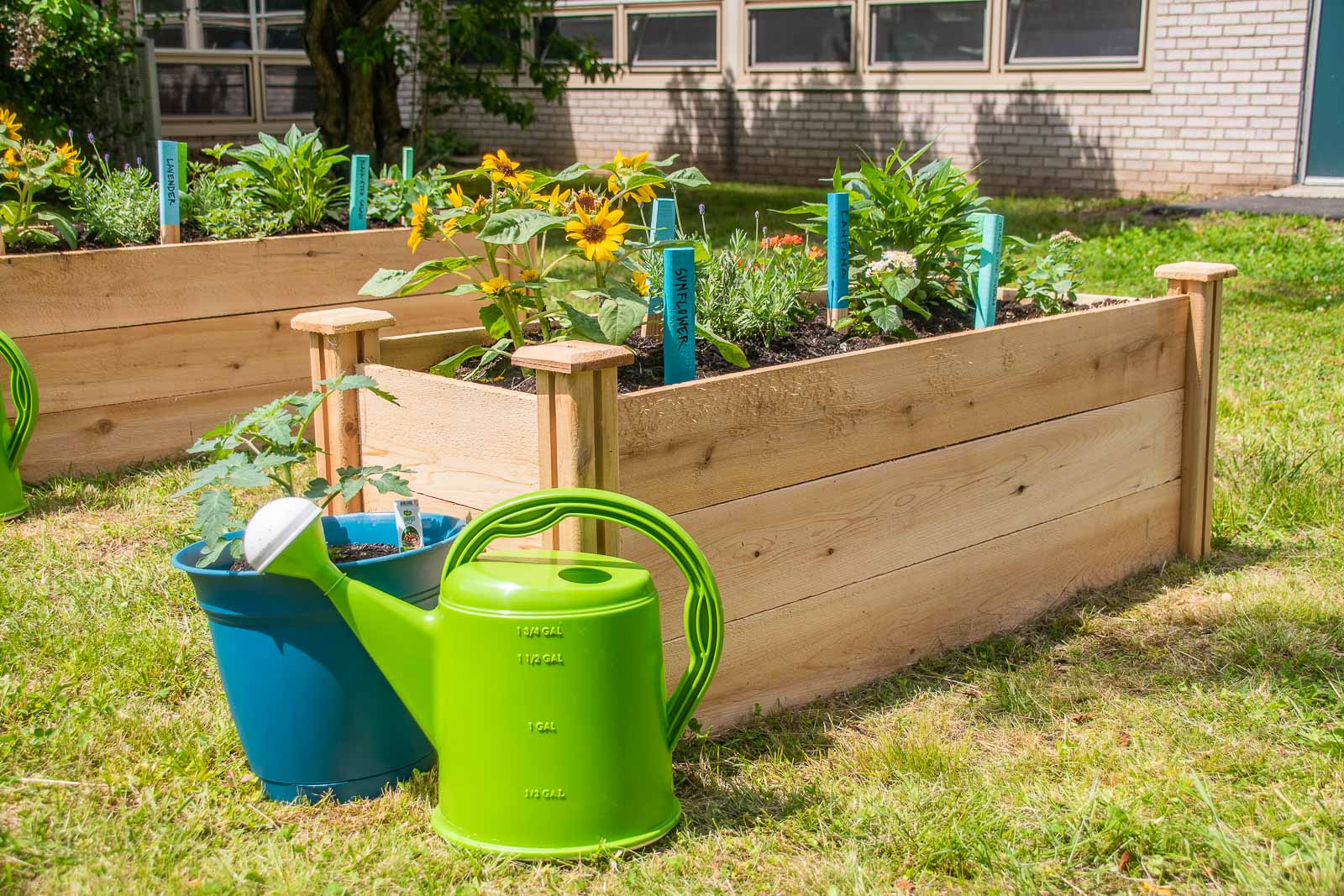planting vegetables for raised garden