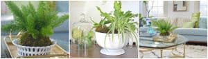 DIY Kokedama Moss Balls