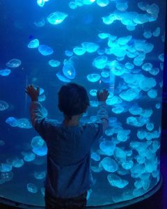 taking arthur to the aquarium