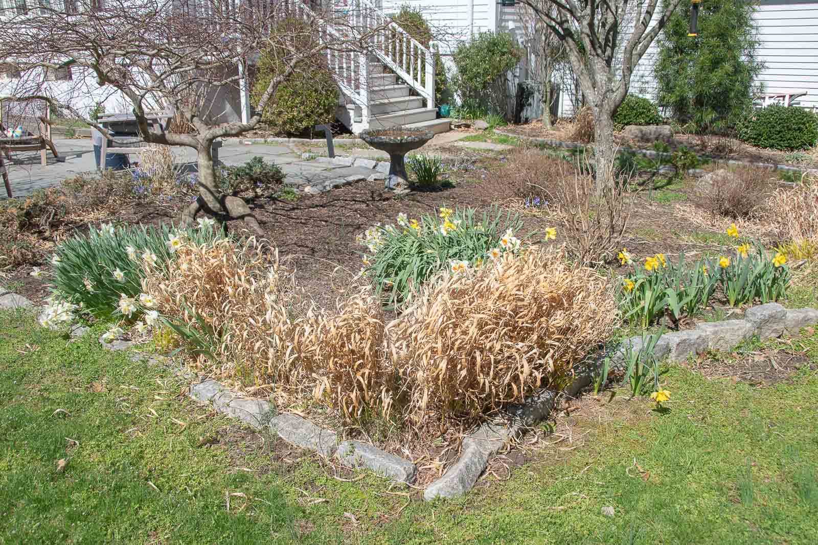 overgrown spring garden