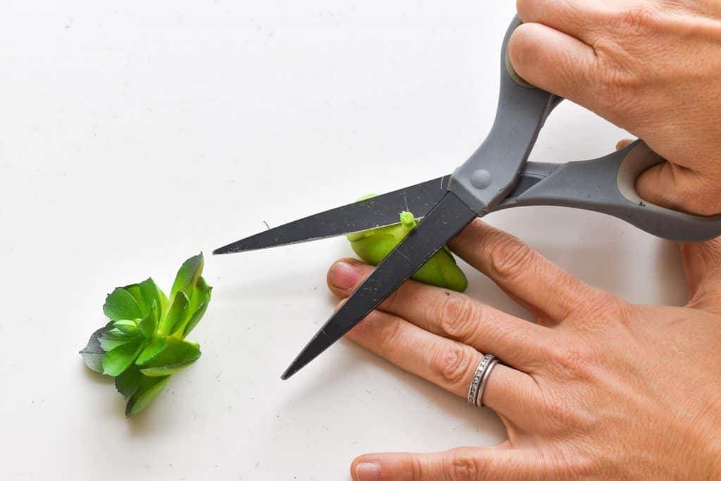 succulents for wreath
