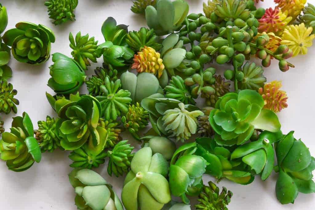 succulents for wreath
